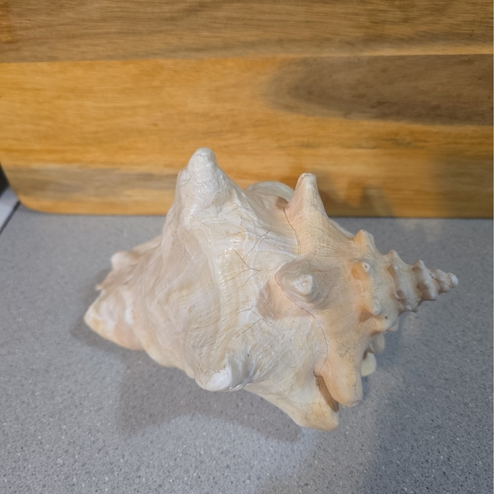 Vintage Natural Queen Conch Shell 9" Long Extra Large Pink Rare Florida Coast
